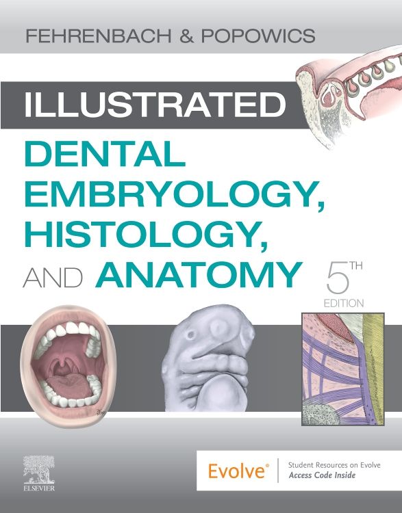 Tooth Repair Anatomical Chart -  Canada